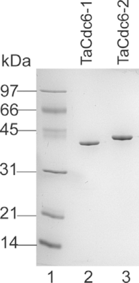 Characterization of the Cdc6 Homologues from the Euryarchaeon Thermoplasma acidophilum.