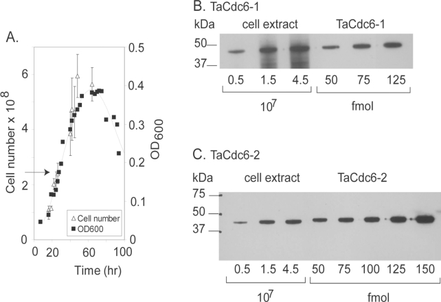 Characterization of the Cdc6 Homologues from the Euryarchaeon Thermoplasma acidophilum.