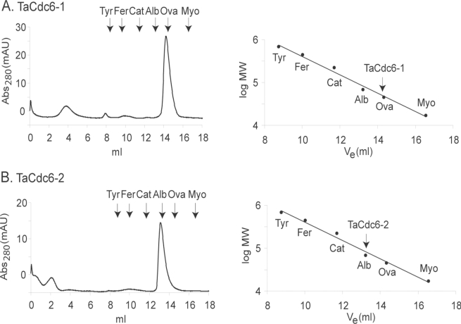 Characterization of the Cdc6 Homologues from the Euryarchaeon Thermoplasma acidophilum.