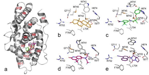 Selective androgen receptor modulators in preclinical and clinical development.