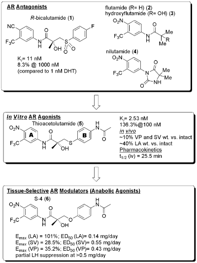 Selective androgen receptor modulators in preclinical and clinical development.