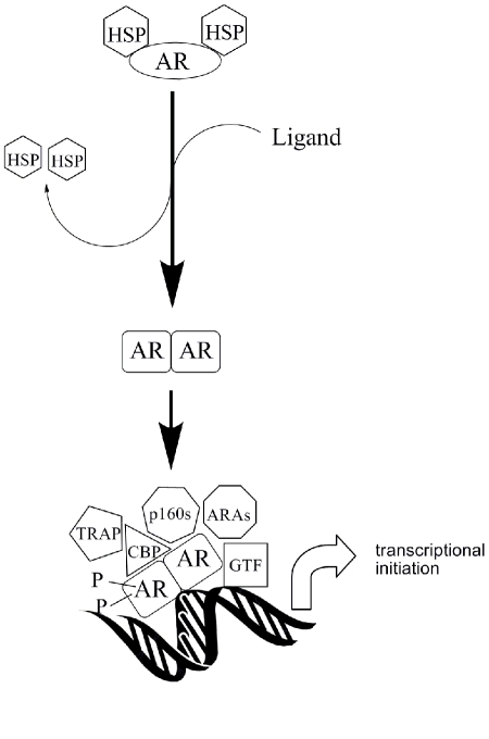 Selective androgen receptor modulators in preclinical and clinical development.