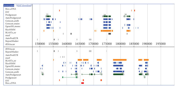 Development in rice genome research based on accurate genome sequence.