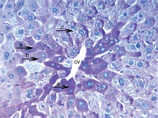 Histological Changes on Liver Glycogen Storage in Mice (Mus musculus) Caused by Unbalanced Diets.