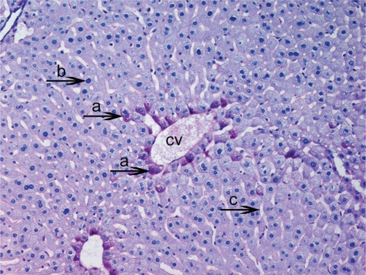 Histological Changes on Liver Glycogen Storage in Mice (Mus musculus) Caused by Unbalanced Diets.