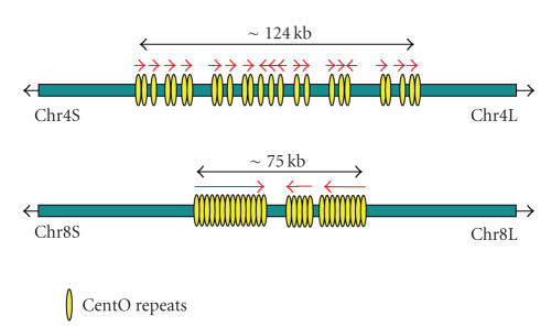 Development in rice genome research based on accurate genome sequence.