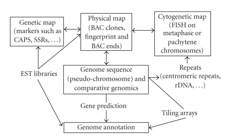 Recent Advances in Medicago truncatula Genomics.