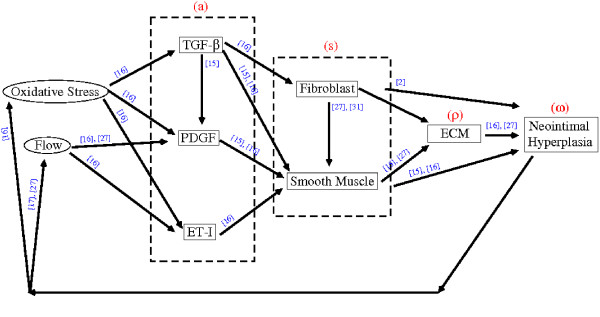 A mathematical model of venous neointimal hyperplasia formation.