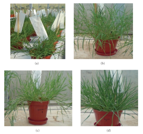 Brachypodium genomics.