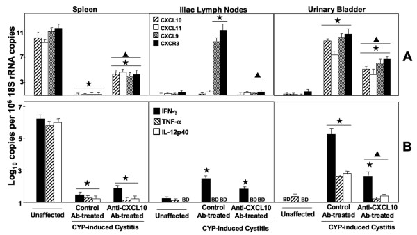 CXCL10 blockade protects mice from cyclophosphamide-induced cystitis.