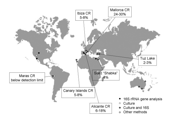 Distribution, abundance and diversity of the extremely halophilic bacterium Salinibacter ruber.