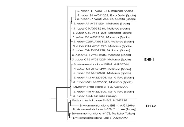 Distribution, abundance and diversity of the extremely halophilic bacterium Salinibacter ruber.