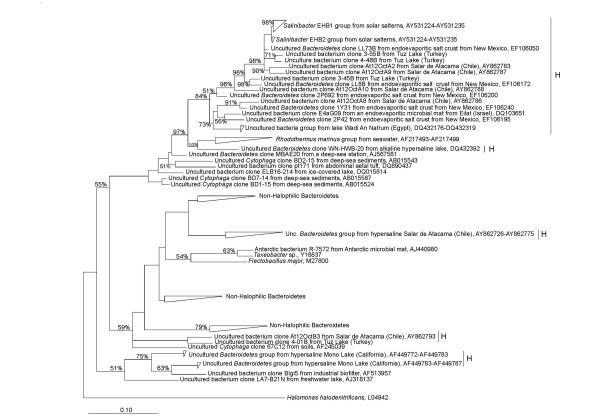 Distribution, abundance and diversity of the extremely halophilic bacterium Salinibacter ruber.