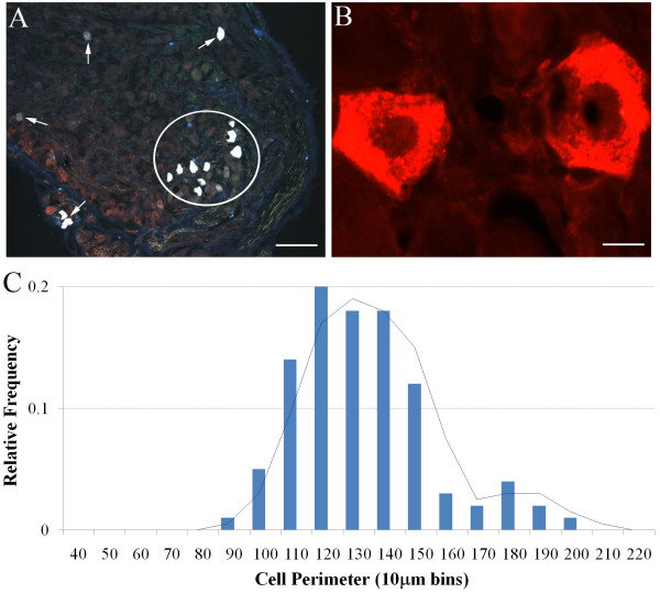 Immunohistochemical characterization of nodose cough receptor neurons projecting to the trachea of guinea pigs.