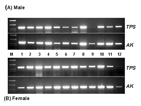 A trehalose 6-phosphate synthase gene of the hemocytes of the blue crab, Callinectes sapidus: cloning, the expression, its enzyme activity and relationship to hemolymph trehalose levels.