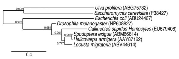 A trehalose 6-phosphate synthase gene of the hemocytes of the blue crab, Callinectes sapidus: cloning, the expression, its enzyme activity and relationship to hemolymph trehalose levels.