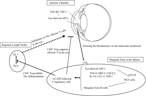 Mechanisms of immune privilege in the anterior segment of the eye: what we learn from corneal transplantation.