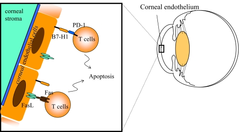 Mechanisms of immune privilege in the anterior segment of the eye: what we learn from corneal transplantation.