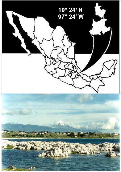 Morphological study of Cyclotella choctawhatcheeana Prasad (Stephanodiscaceae) from a saline Mexican lake.