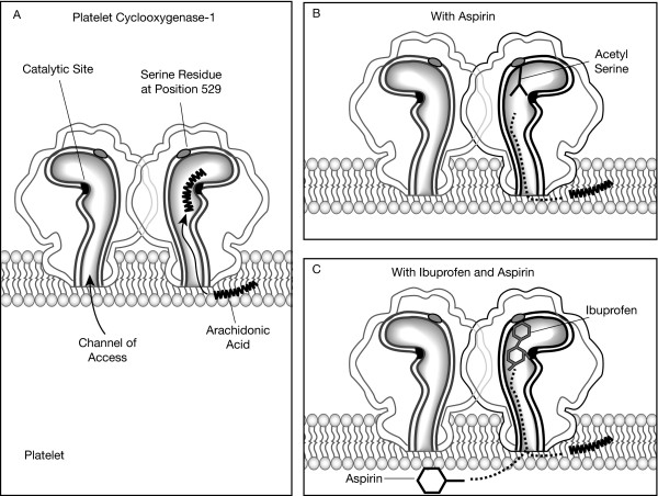 OTC analgesics and drug interactions: clinical implications.