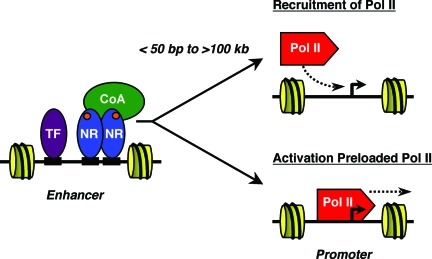 A global view of transcriptional regulation by nuclear receptors: gene expression, factor localization, and DNA sequence analysis.