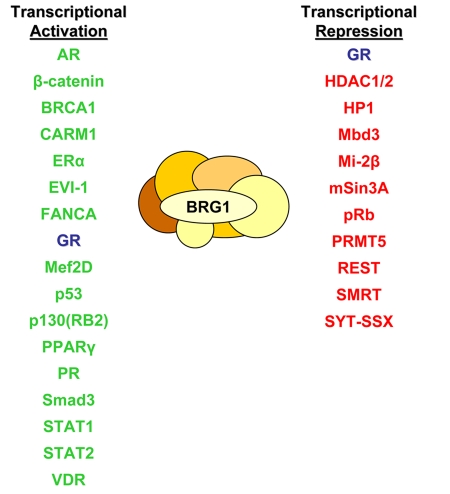 The BRG1 transcriptional coregulator.