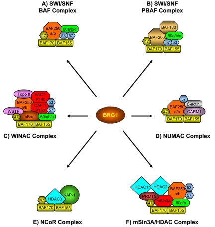 The BRG1 transcriptional coregulator.