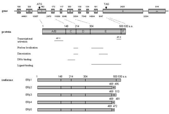 Estrogen receptor beta: an overview and update.