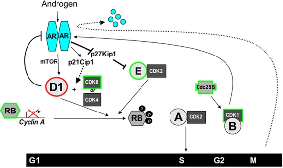 AR, the cell cycle, and prostate cancer.