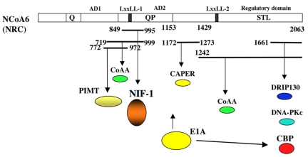 Nuclear receptor coactivator/coregulator NCoA6(NRC) is a pleiotropic coregulator involved in transcription, cell survival, growth and development.