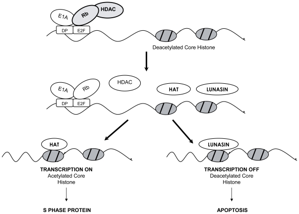 Lunasin: a novel cancer preventive seed Peptide.