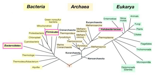 Microbial life at high salt concentrations: phylogenetic and metabolic diversity.