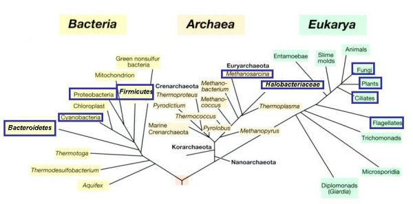 Microbial life at high salt concentrations: phylogenetic and metabolic diversity.