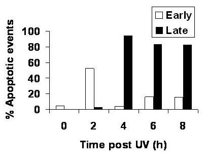 Use of ultraviolet-light irradiated multiple myeloma cells as immunogens to generate tumor-specific cytolytic T lymphocytes.