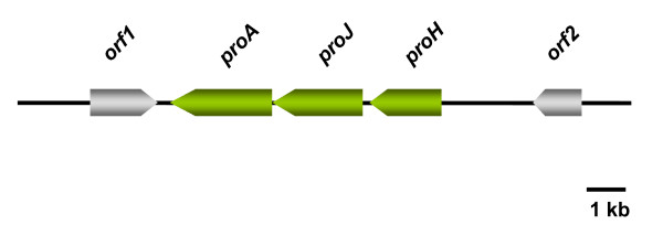 Regulation of osmoadaptation in the moderate halophile Halobacillus halophilus: chloride, glutamate and switching osmolyte strategies.