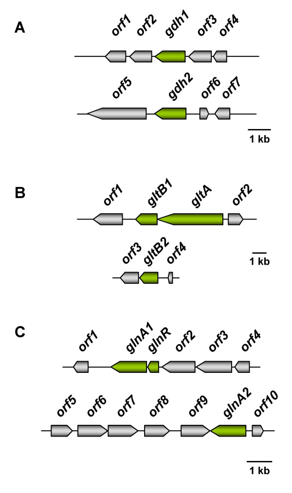 Regulation of osmoadaptation in the moderate halophile Halobacillus halophilus: chloride, glutamate and switching osmolyte strategies.