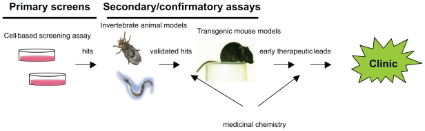 Drug Targeting of alpha-Synuclein Oligomerization in Synucleinopathies.