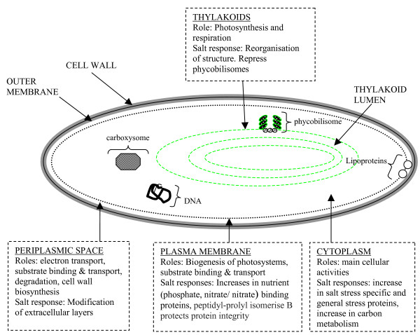 Proteomics with a pinch of salt: a cyanobacterial perspective.