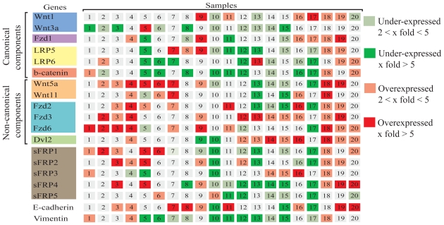 Disruption of the non-canonical WNT pathway in lung squamous cell carcinoma.