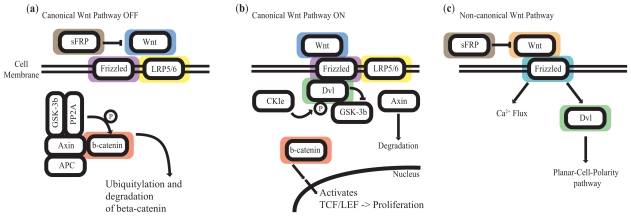 Disruption of the non-canonical WNT pathway in lung squamous cell carcinoma.