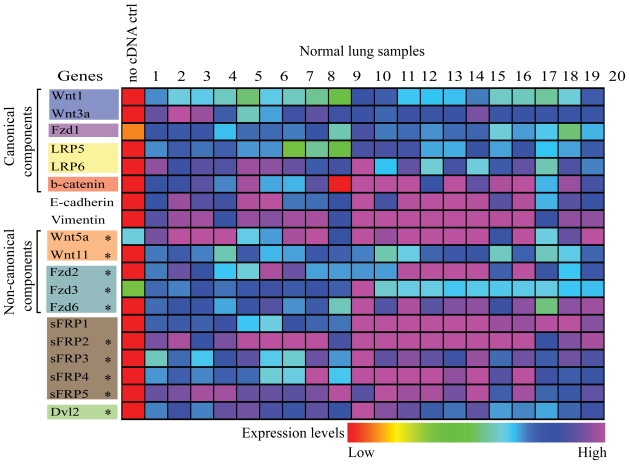 Disruption of the non-canonical WNT pathway in lung squamous cell carcinoma.