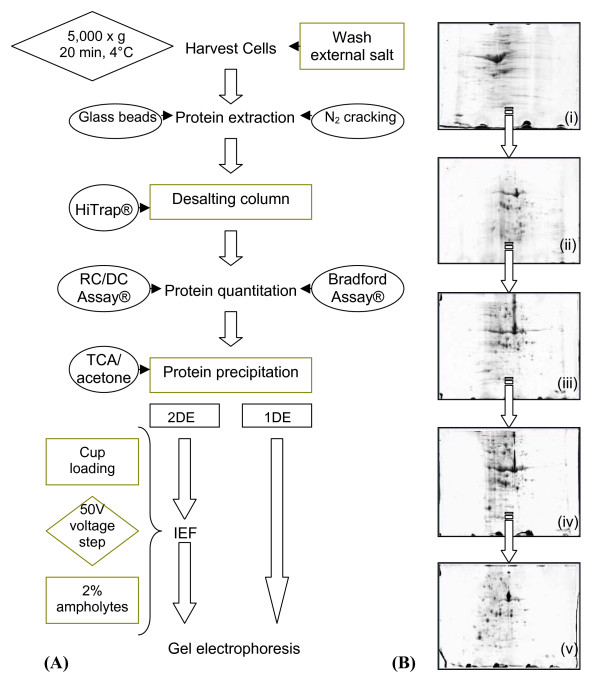 Proteomics with a pinch of salt: a cyanobacterial perspective.