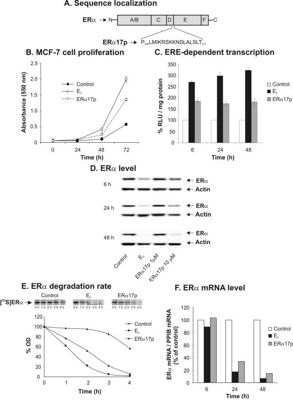 Regulatory function of the P295-T311 motif of the estrogen receptor alpha - does proteasomal degradation of the receptor induce emergence of peptides implicated in estrogenic responses?