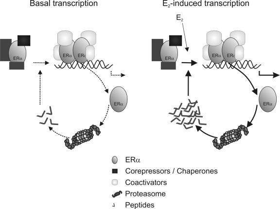 Regulatory function of the P295-T311 motif of the estrogen receptor alpha - does proteasomal degradation of the receptor induce emergence of peptides implicated in estrogenic responses?