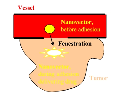 A new concept for smart drug delivery: adhesion induced nanovector implosion.