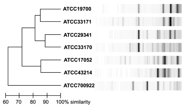 On the origin of prokaryotic "species": the taxonomy of halophilic Archaea.