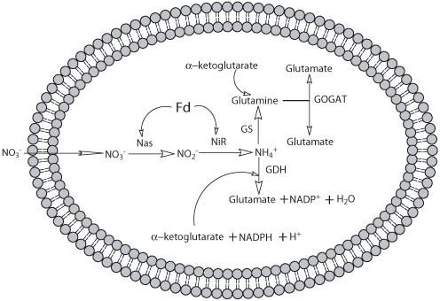 Nitrogen metabolism in haloarchaea.