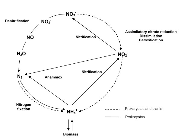 Nitrogen metabolism in haloarchaea.