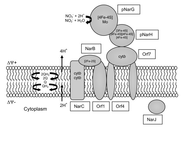 Nitrogen metabolism in haloarchaea.