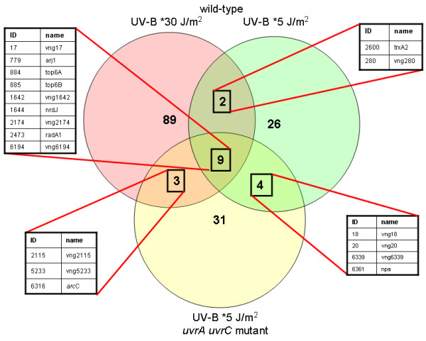 Transcriptional responses to biologically relevant doses of UV-B radiation in the model archaeon, Halobacterium sp. NRC-1.